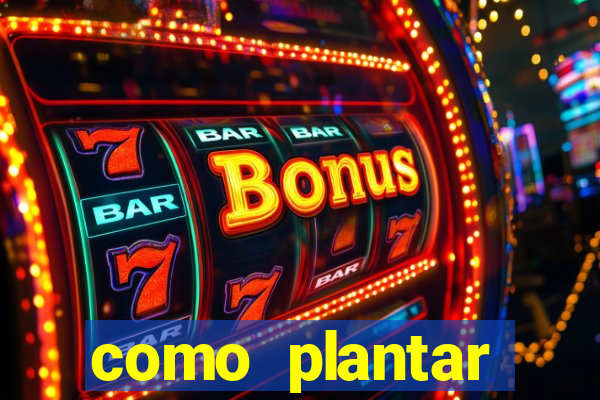 como plantar gergelim no vaso